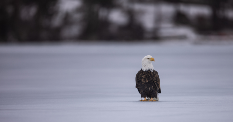 Adult bald eagle with white head and dark brown body standing on a flat, snow-covered surface with a blurred winter shoreline in the background.