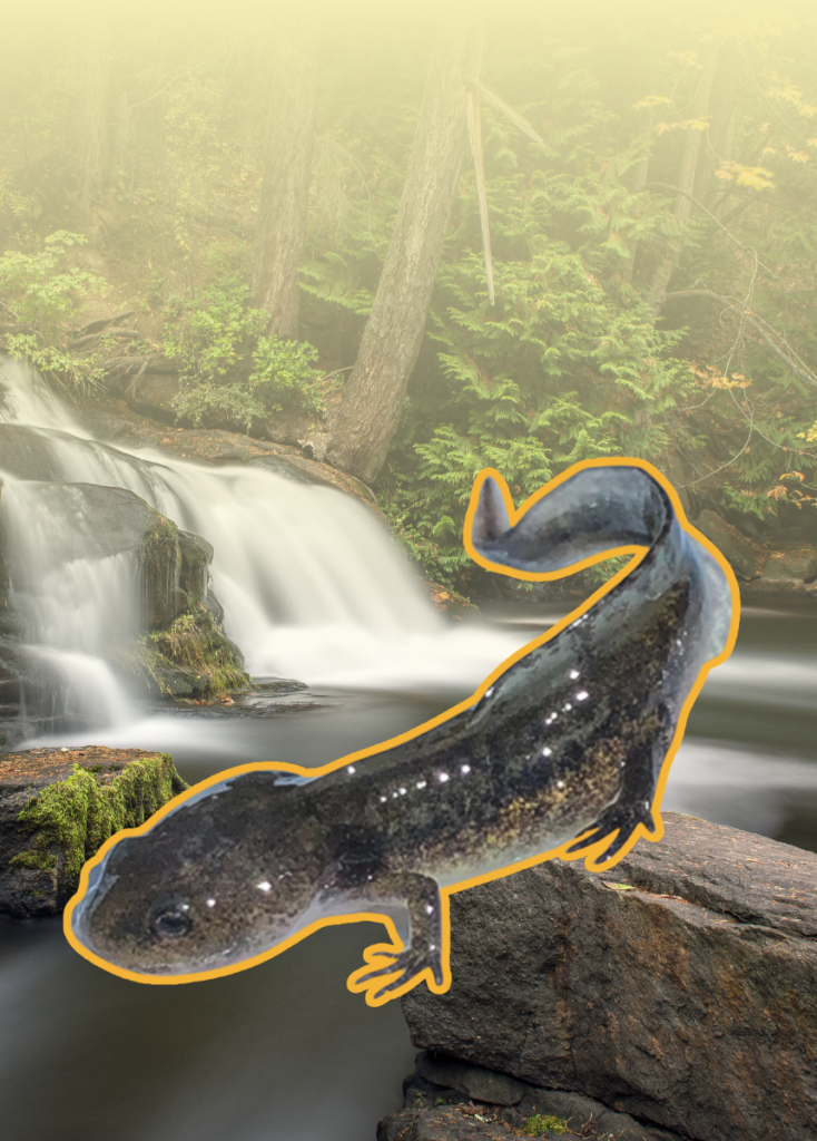 Spotted salamander resting on a rock beside a forest waterfall.