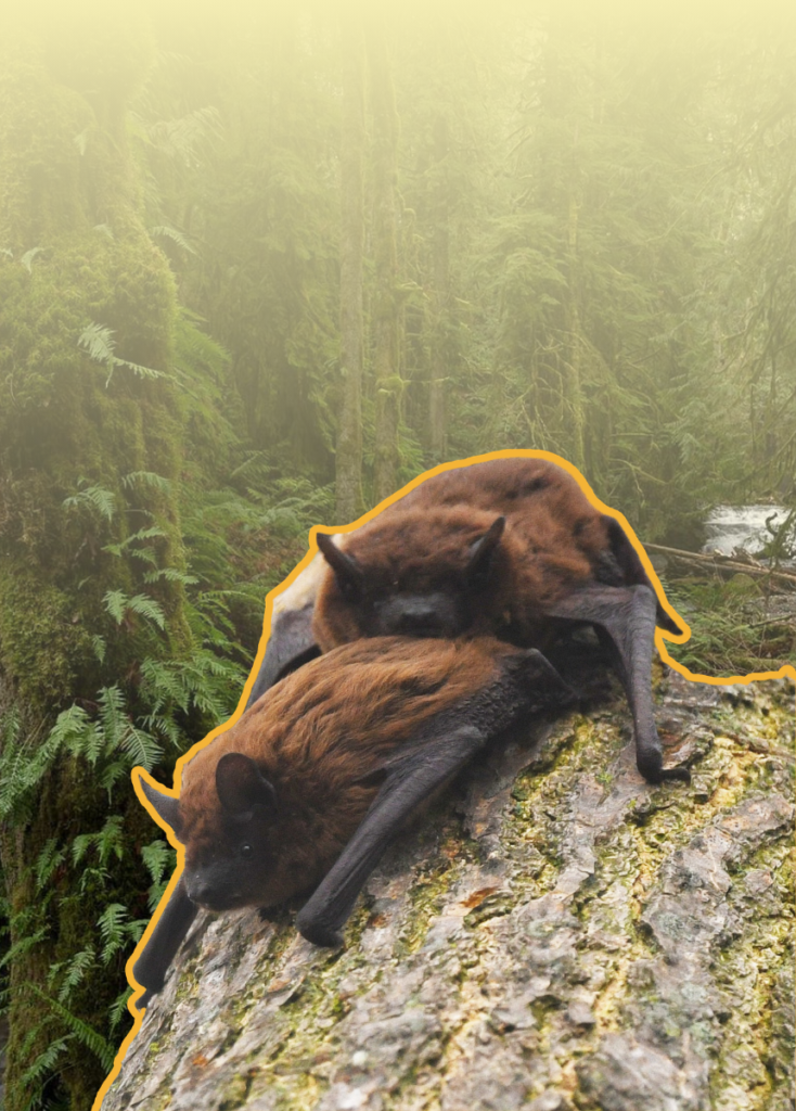Two brown bats resting together on a rocky ledge in a misty green forest. Their wings are folded around their bodies as they cling to the rock.