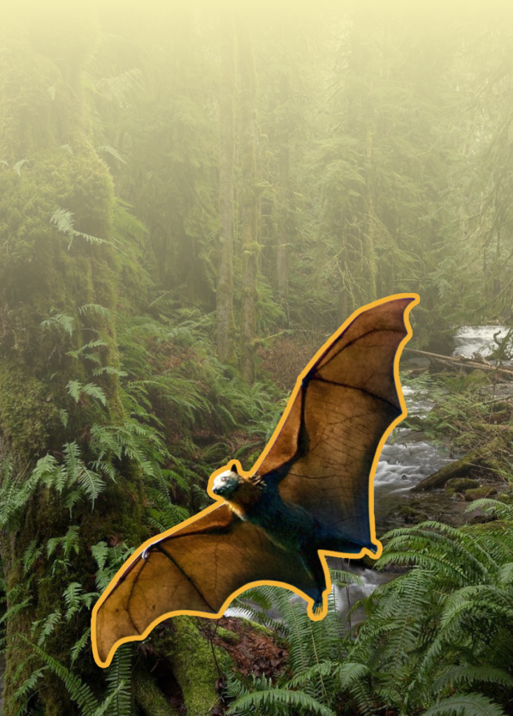 Bat with an orange outline flying over mossy ferns in a misty forest.