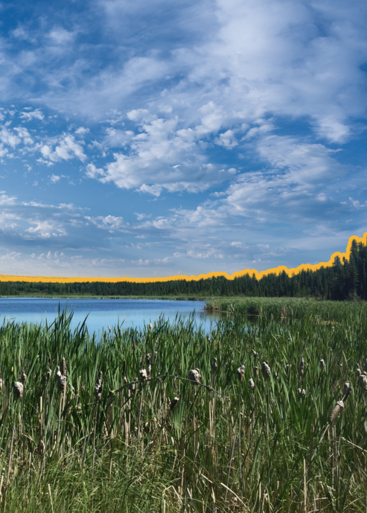 Reeds and cattails along a calm lake with a forest in the distance under a blue, cloud-filled sky.