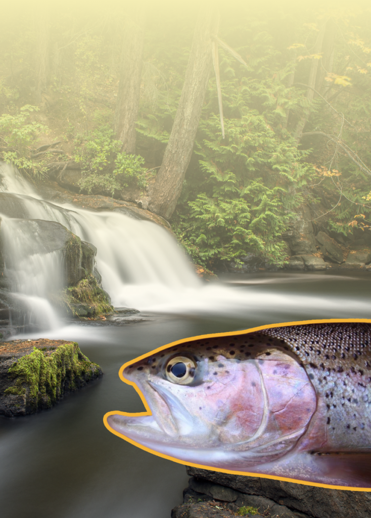 Rainbow trout cutout overlaid on a forest waterfall scene; large fish outline in orange dominates foreground.