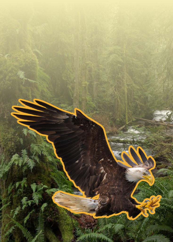 Bald eagle with wings spread, flying over a dense fern-filled forest. The bird is outlined in orange.