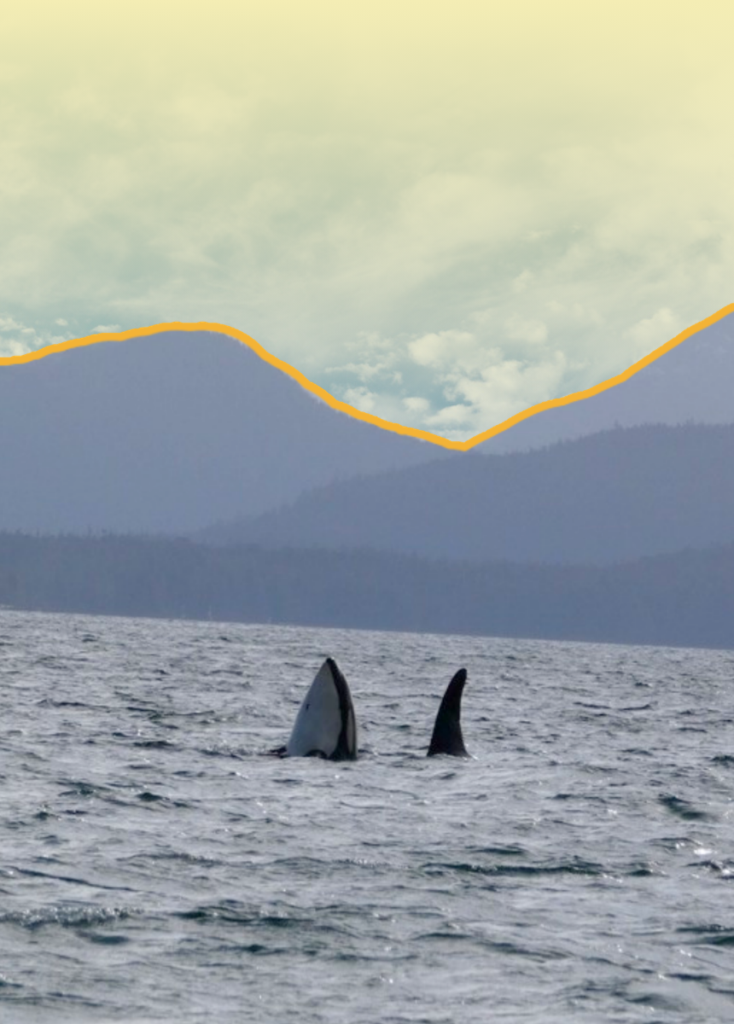 Two orcas surfacing in choppy sea with misty blue mountains in the distance; an orange line highlights the mountain ridge above the water.