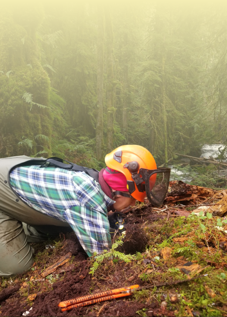 Forestry worker in orange helmet kneels in mud, digging with a tool in a dense forest.