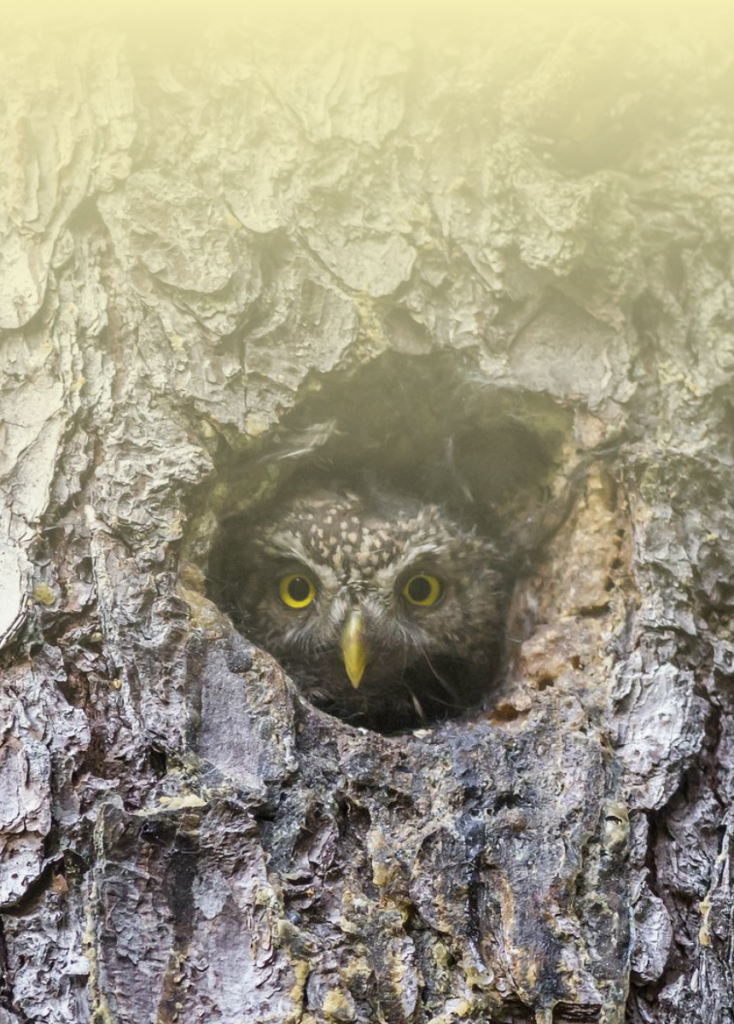 Owl chick peeking out from a tree hollow with yellow eyes.