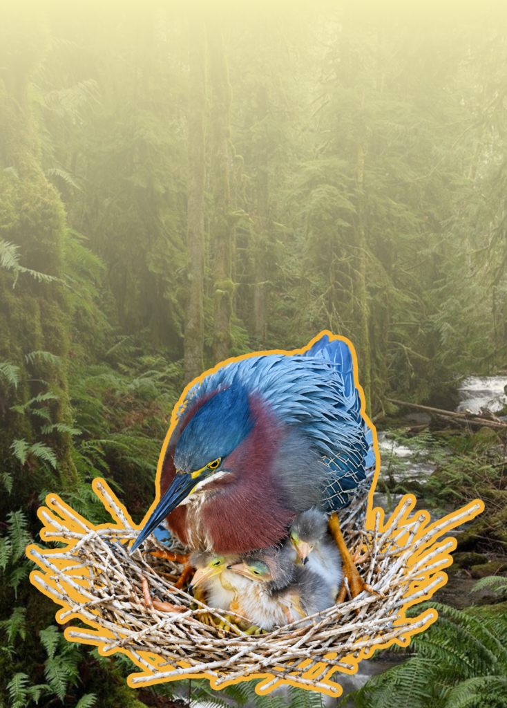 Blue heron-like bird with blue feathers and a burgundy chest sits in a large nest with chicks in a dense forest backdrop highlighted by an orange outline.