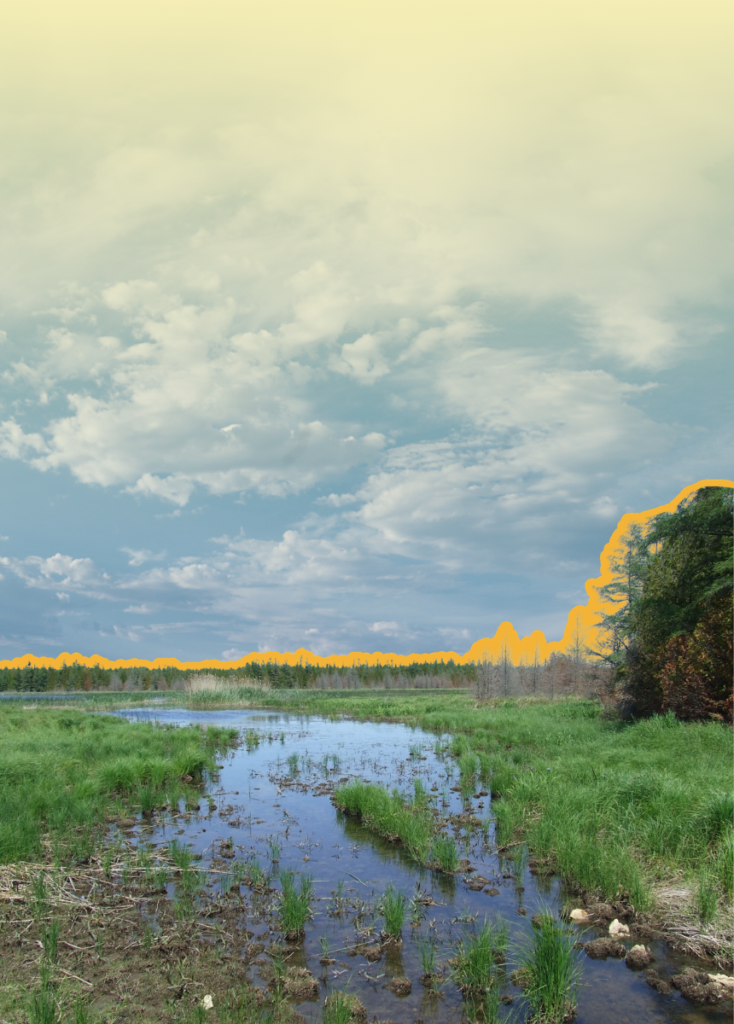 Flat marshy field with standing water, green grasses, distant treeline, and a pale blue sky fading to yellow at the top.