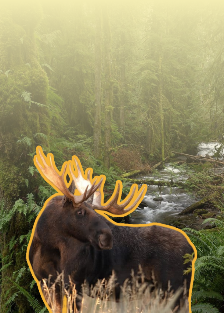 Moose with large antlers standing in a dense forest beside a flowing stream.