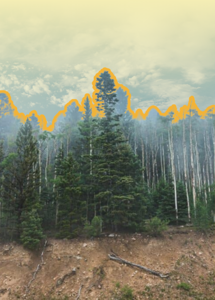 Highlighted treetop skyline over a forest edge with yellow outline, foreground exposed soil and fallen log pieces in daylight