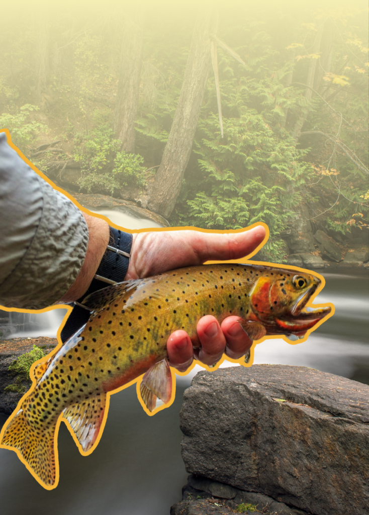 A hand holding a rainbow trout over a rocky river in a forest setting.