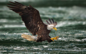 Bald eagle lifting off from a rippling lake, wings spread wide and talons reaching forward.