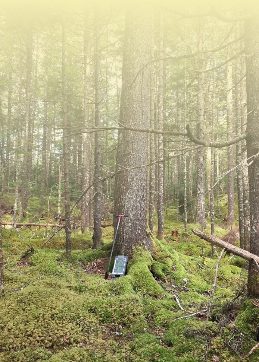 Intro Forest Introduction to Forest Composition and Structure Natural Resources ...