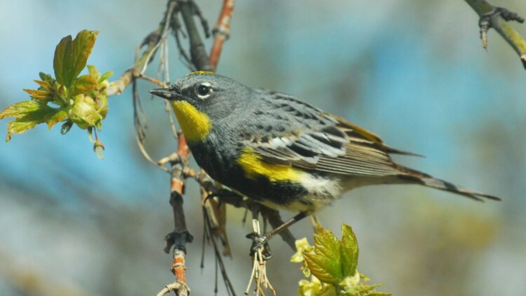 Small gray bird with a bright yellow throat perched on a budding branch against a blue sky background